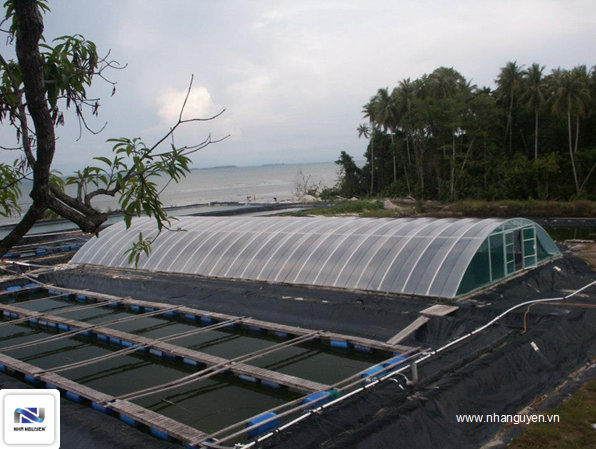 Nhà màng nuôi tôm giống, tôm siêu thâm canh